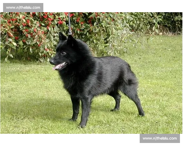 穆勒警示：奥克兰城不可小觑，对手必将全力应战