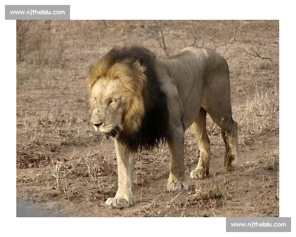 南非雄狮碾压野蛮人队，友谊赛狂揽 35 分创纪录